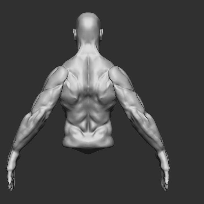 male torso back